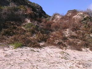 Eroded dunes covered in brush to aid re-vegetation.