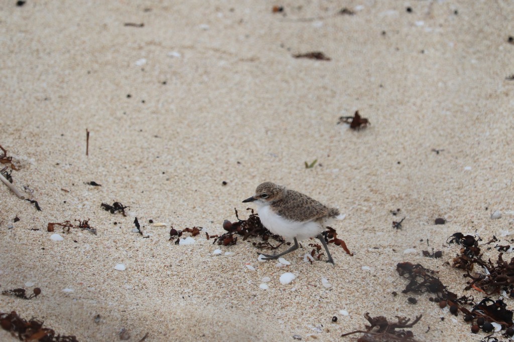 Red capped plover chick - Gnarabup Beach - 29 August 2022