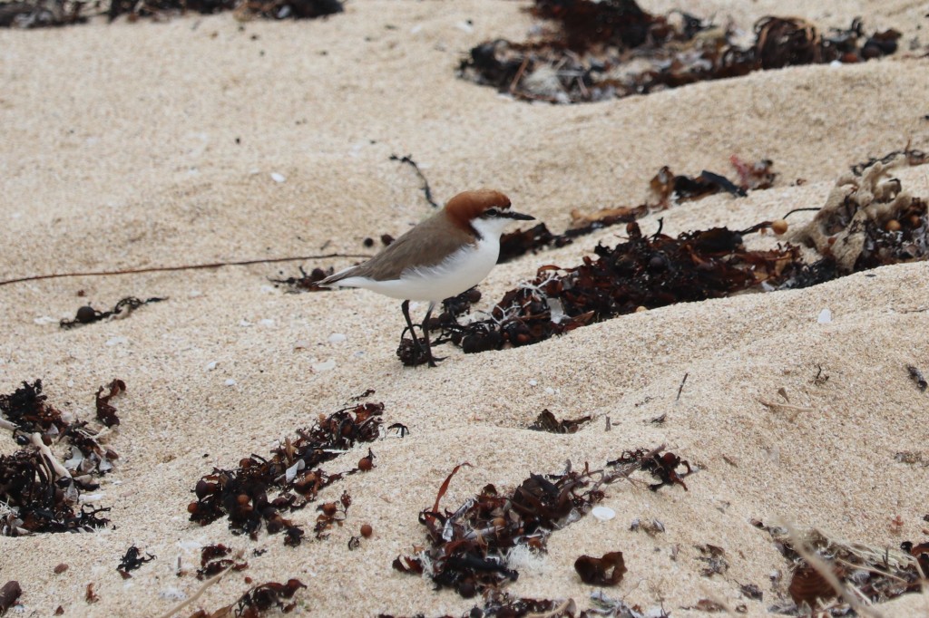 Red capped plover - Gnarabup Beach - 29 August 2022